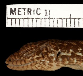 Media type: image;   Herpetology R-47067 Aspect: head lateral